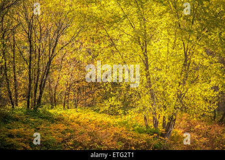 Nel tardo pomeriggio di sole attraverso filtri colorati alberi e fogliame di massa in un Renoire-come foresta pastorale scena. Foto Stock