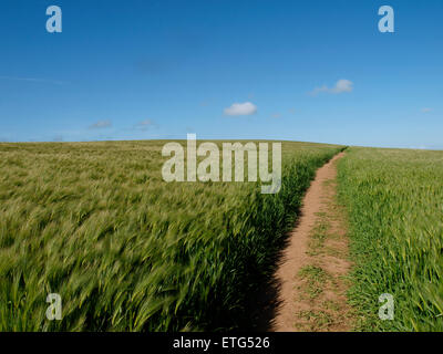 Sentiero attraverso un campo di orzo, Helebridge, Cornwall, Regno Unito Foto Stock