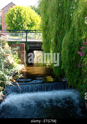 Salice piangente albero appesa sopra il fiume Washford a Watchet, Somerset, Regno Unito Foto Stock