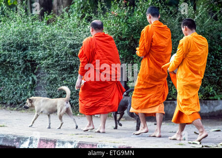 Asia. Thailandia Chiang Mai. I giovani monaci buddisti sulla loro mattina processione per le offerte di cibo Foto Stock