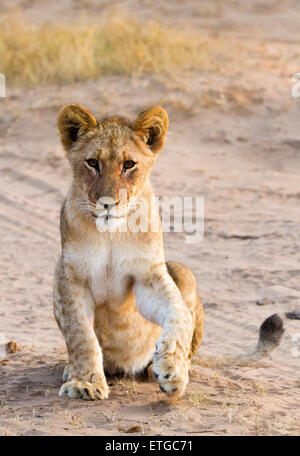 Lion cub a Phinda Private Game Reserve, Sud Africa Foto Stock