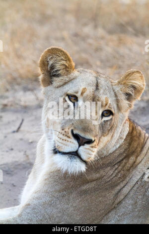 Ritratto di donna a Leonessa Phinda Private Game Reserve, Sud Africa Foto Stock