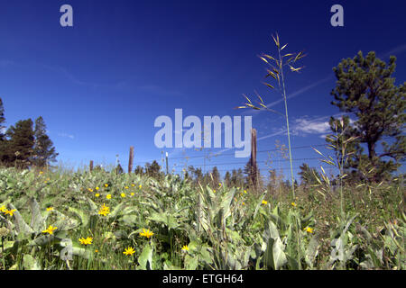 Un gambo di erba in un prato contro un cielo blu Foto Stock