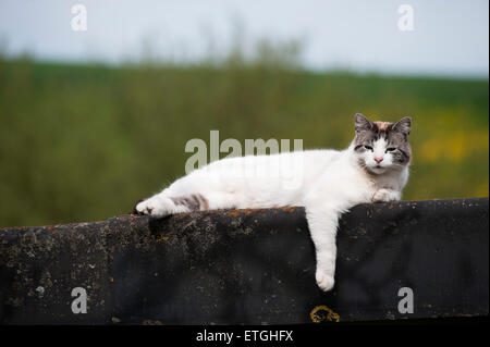 Gatto rilassato giace su un garage tetto un piedi altalene Foto Stock