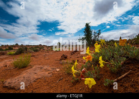 Fiori Selvatici dopo la pioggia di Enotera paesaggio Utah Foto Stock