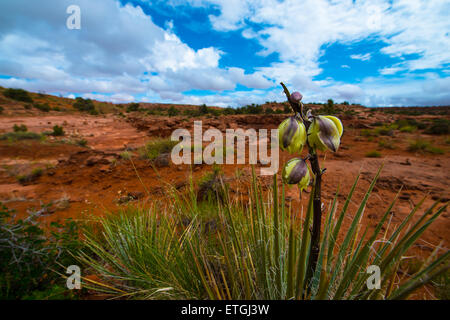 Fiori Selvatici dopo la pioggia di Enotera paesaggio Utah Foto Stock