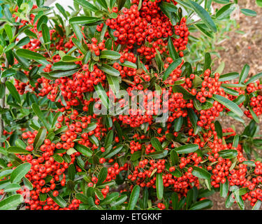 Un Pyracantha bush o arbusto con bacche rosse Foto Stock