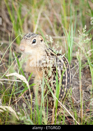 Un selvaggio tredici foderato di scoiattolo di terra (Ictidomys tridecemlineatus) vicino Tofield, Alberta, Canada. Foto Stock