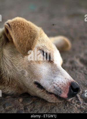 Una foto di 'un cane che giace sul terreno" Foto Stock