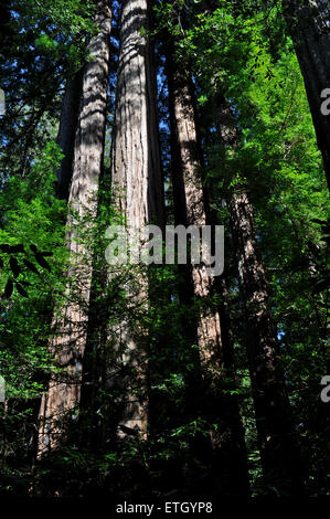 Il grande bacino Redwood State Park, California, Stati Uniti d'America Foto Stock