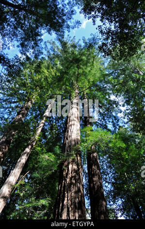 Il grande bacino Redwood State Park, California, Stati Uniti d'America Foto Stock