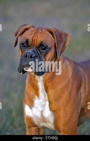 Boxer Dog maschio in piedi in prato ritratto testa closeup Foto Stock