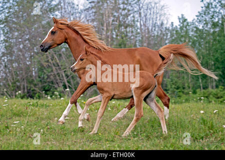 Chestnut Arabian Mare e puledra insieme di trotto in Prato Foto Stock