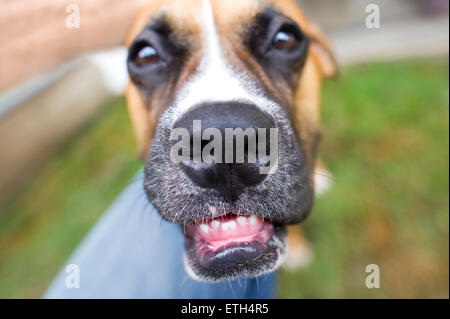 Un cane Boxer mostra i suoi denti divertente con un divertente closeup shot. Foto Stock