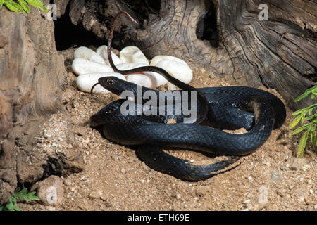 Coachwhip Masticophis flagello Tucson Pima County, Arizona, Stati Uniti 13 giugno adulto morph nero con le uova. Colu Foto Stock