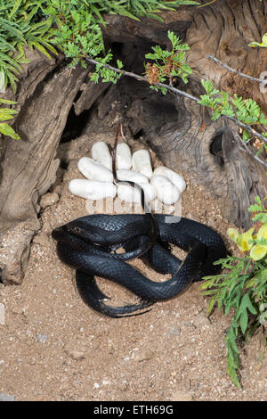 Coachwhip Masticophis flagello Tucson Pima County, Arizona, Stati Uniti 13 giugno adulto morph nero con le uova. Colu Foto Stock