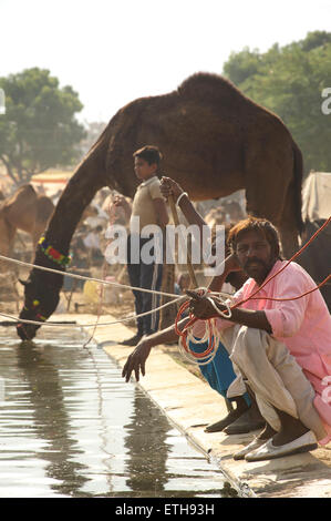 I cammelli di bere da un trogolo di acqua al Camel Fair, Pushkar, Rajasthan, India Foto Stock