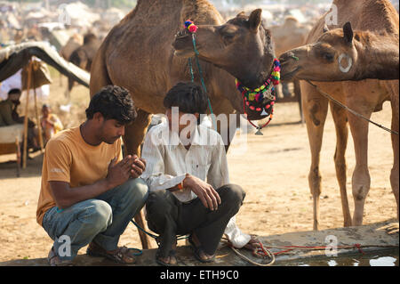 Due giovani uomini con i cammelli in un trogolo di acqua. Pushkar camel fair. Rajasthan, India Foto Stock