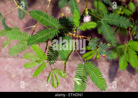 Impianto sensibili (Mimosa pudica) Foto Stock