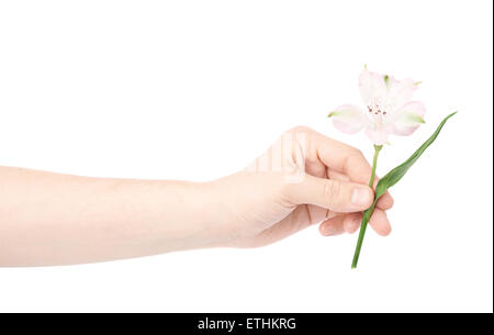 Mano che tiene un fiore alstroemeria Foto Stock