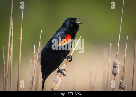 Red Winged Blackbird Singing in primavera Foto Stock