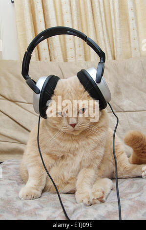 Scottish Fold gattino e cuffie comodamente seduti sul divano e ascoltare musica Foto Stock