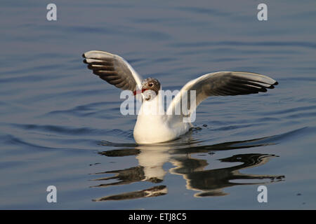 Seagull con ali aperte Foto Stock