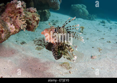 Leone africano, in acque profonde o firefish Frillfin turkeyfish (Pterois mombasae) Foto Stock