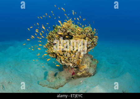 Arancio brillante scuola di pesce Longspine anthias, lyretail coralfish, lyretail anthias, mare goldie o scalefin anthia Foto Stock