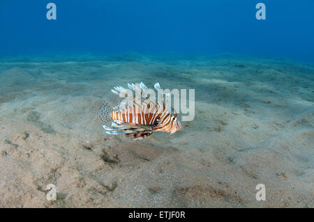 Leone comune o del diavolo firefish (Pterois miles), Mar Rosso, Marsa Alam, Abu Dabab, Egitto Foto Stock