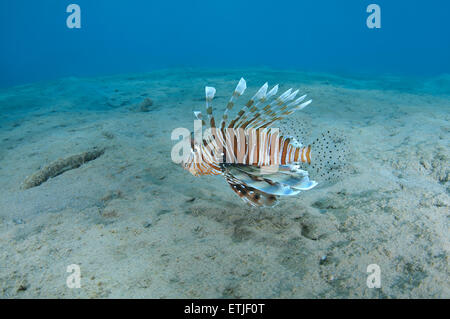 Leone comune o del diavolo firefish (Pterois miles), Mar Rosso, Marsa Alam, Abu Dabab, Egitto Foto Stock