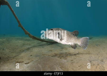 Star blaasop, blacklined blowfish, Blackspotted puffer o stellata (Pufferfish Arothron stellatus), Mar Rosso, egiziana Foto Stock