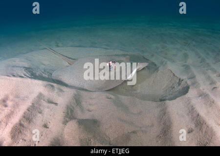 African ray o Istrice ray (Urogymnus asperrimus) sul fondo sabbioso Foto Stock