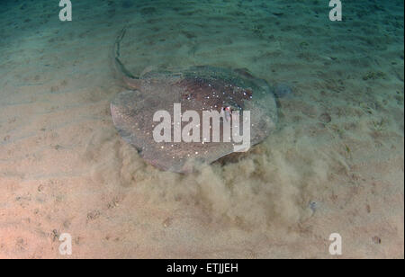 African ray o Istrice ray (Urogymnus asperrimus) sul fondo sabbioso Foto Stock