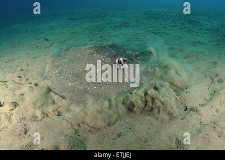 African ray o Istrice ray (Urogymnus asperrimus) sul fondo sabbioso Foto Stock