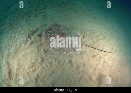 African ray o Istrice ray (Urogymnus asperrimus) sul fondo sabbioso Foto Stock