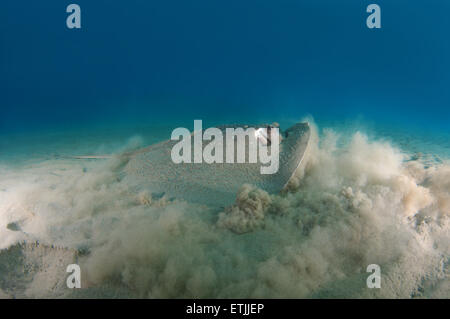 African ray o Istrice ray (Urogymnus asperrimus) sul fondo sabbioso Foto Stock