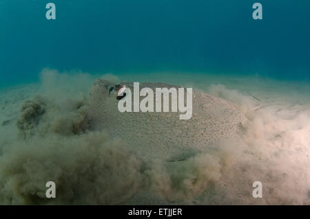 African ray o Istrice ray (Urogymnus asperrimus) sul fondo sabbioso Foto Stock