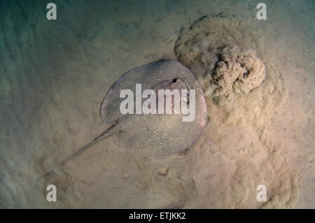 African ray o Istrice ray (Urogymnus asperrimus) sul fondo sabbioso Foto Stock