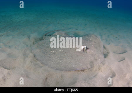 African ray o Istrice ray (Urogymnus asperrimus) sul fondo sabbioso Foto Stock