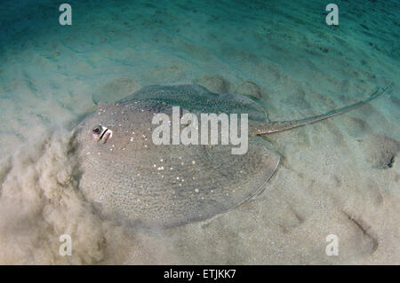 African ray o Istrice ray (Urogymnus asperrimus) sul fondo sabbioso Foto Stock