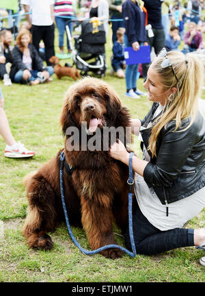 Brighton, Regno Unito. 14 Giugno, 2015. Charlie Virgo con Doug suo Terranova presso la corteccia annuale nel Parco Dog Show tenutosi al Queens Park in Brighton Credito: Simon Dack/Alamy Live News Foto Stock