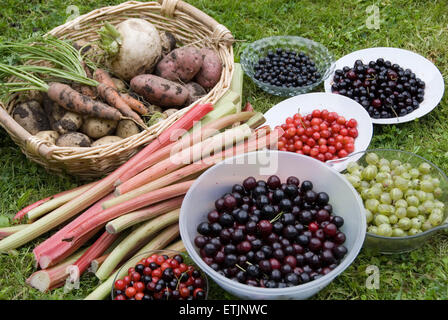 Dirty Red & White patate, rape e carote, rabarbaro, le bacche e le ciliegie - cresciuto in casa giardino frutta e verdura raccolto, REGNO UNITO Foto Stock