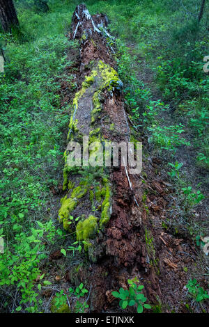 Un marciume tronco di albero decadendo naturalmente nel deserto del Nord America Foto Stock