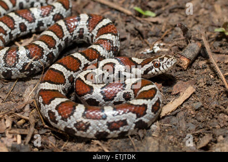 I capretti latte orientale snake - Lampropeltis triangulum Foto Stock