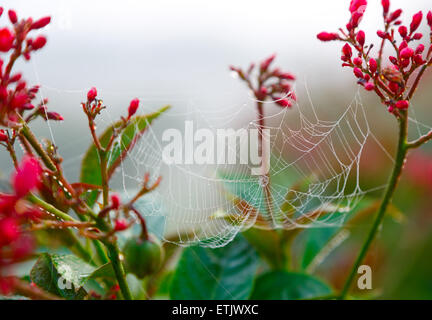 Spider Web con gocce di rugiada sul piccante di Jatropha (Jatropha integerrima) Foto Stock