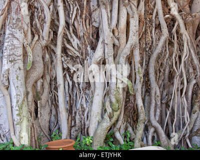 Banyan Tree (Ficus benghalensis) in corrispondenza di un bordo strada nel Rajasthan, India. Il nativo di albero è considerato sacro nell'Induismo Foto Stock