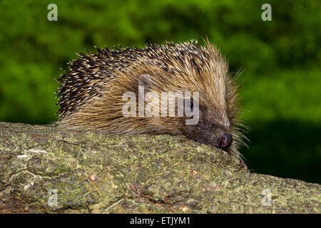 Unione riccio (Erinaceus europaeus) Foto Stock