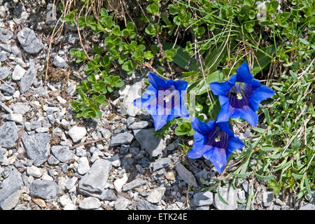 La flora dell'Oberland Bernese, Svizzera. Clusius la genziana di Foto Stock