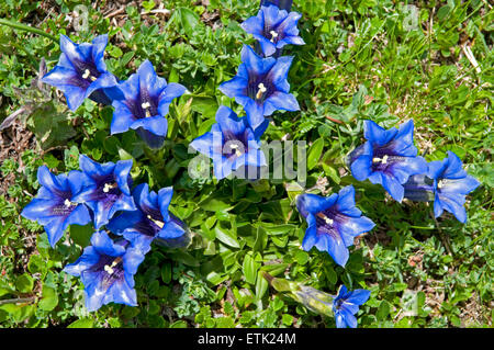 La flora dell'Oberland Bernese, Svizzera. Clusius la genziana di Foto Stock